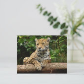 Jaguar on a log Postcard Postkarte (Stehend Vorderseite)