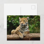 Jaguar on a log Postcard Postkarte (Vorne/Hinten)
