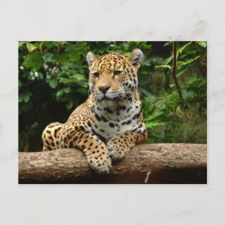 Jaguar on a log Postcard Postkarte