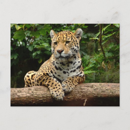 Jaguar on a log Postcard Postkarte (Vorderseite)