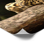 Jaguar on a log Poster (Ecke)