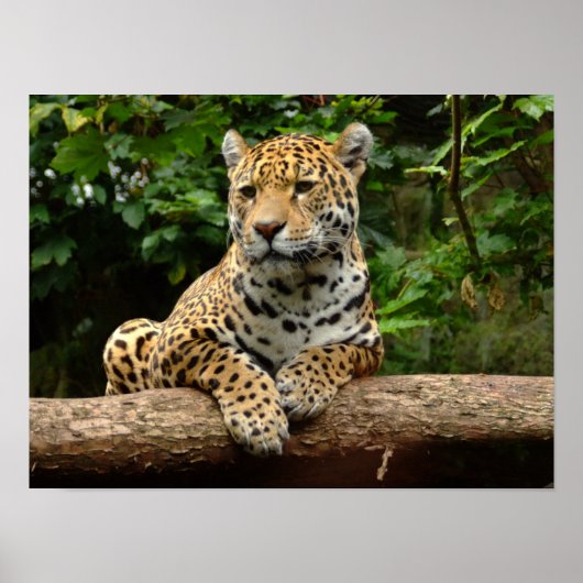 Jaguar on a log Poster (Vorne)