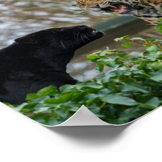 Jaguar Pair Poster (Ecke)