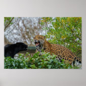 Jaguar Pair Poster (Vorne)