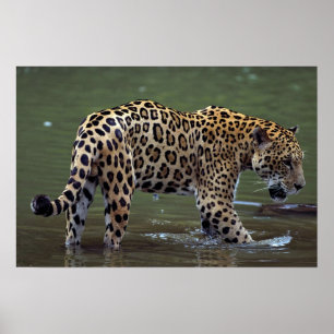 Jaguar (Panthera onca) im Schlammfluss Poster