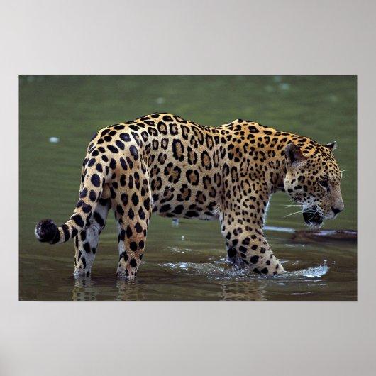 Jaguar (Panthera onca) im Schlammfluss Poster (Vorne)