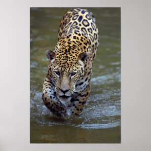 Jaguar (Panthera onca) im Schlammfluss Poster