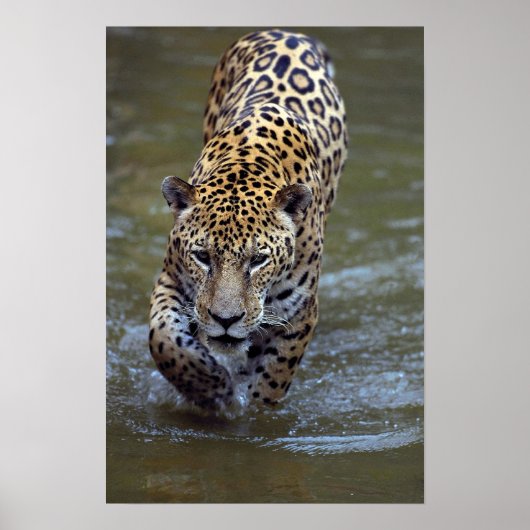 Jaguar (Panthera onca) im Schlammfluss Poster (Vorne)