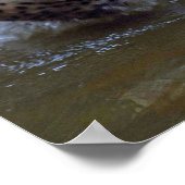 Jaguar (Panthera onca) im Schlammfluss Poster (Ecke)