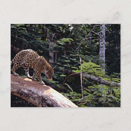 Jaguar (Panthera onca) in Baum Postkarte (Vorderseite)