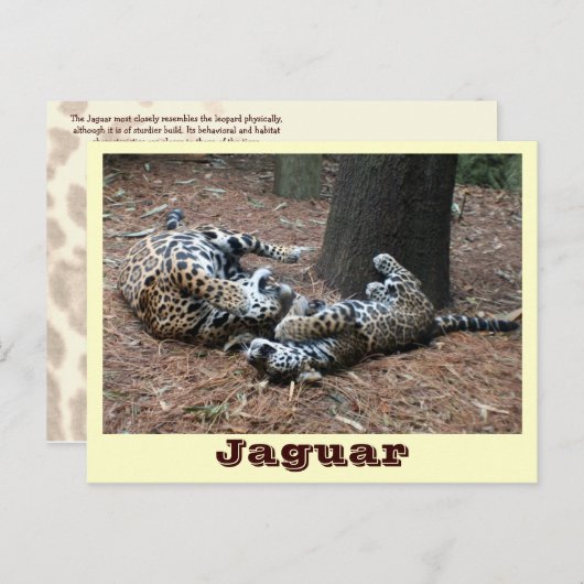 JAGUAR-PAW BACK-IMG_2914 -Shane-Carrie Postkarte (Vorne/Hinten)