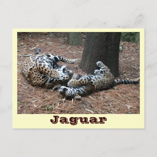 JAGUAR-PAW BACK-IMG_2914 -Shane-Carrie Postkarte (Vorderseite)