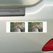 Jaguar Pfotenlecken Autoaufkleber (Auf Auto)