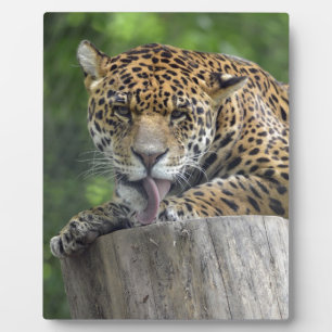 Jaguar Pfotenlecken Fotoplatte