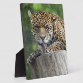 Jaguar Pfotenlecken Fotoplatte (Seite)