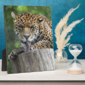 Jaguar Pfotenlecken Fotoplatte (Seite)