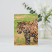 Jaguar Postcard Postkarte (Stehend Vorderseite)
