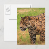 Jaguar Postcard Postkarte (Vorne/Hinten)
