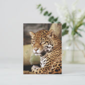 Jaguar Postcard Postkarte (Stehend Vorderseite)