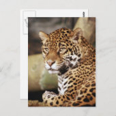 Jaguar Postcard Postkarte (Vorne/Hinten)