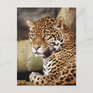 Jaguar Postcard Postkarte