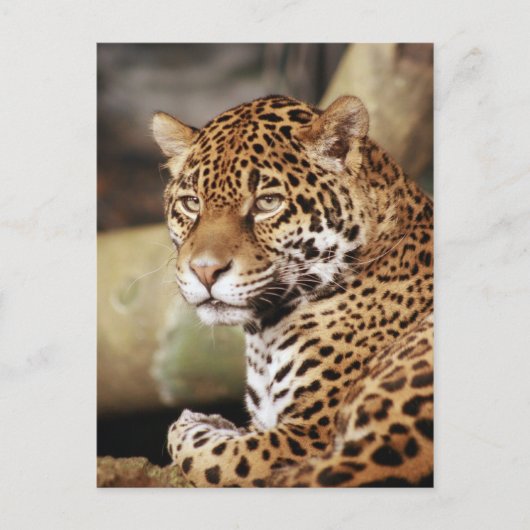 Jaguar Postcard Postkarte (Vorderseite)