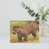 Jaguar Postcard Postkarte (Stehend Vorderseite)