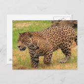 Jaguar Postcard Postkarte (Vorne/Hinten)