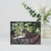 Jaguar Postcard Postkarte (Stehend Vorderseite)