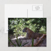 Jaguar Postcard Postkarte (Vorne/Hinten)