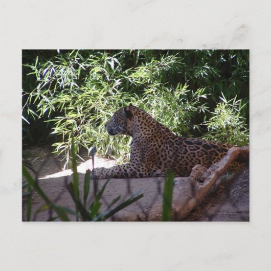 Jaguar Postcard Postkarte (Vorderseite)