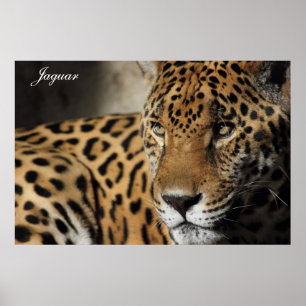 Jaguar Poster