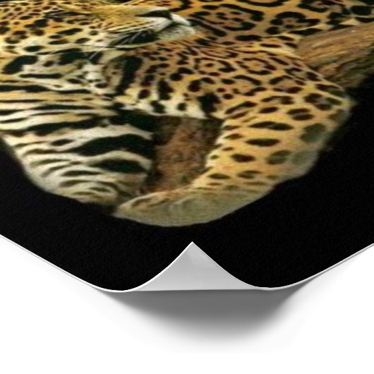 Jaguar Poster (Ecke)