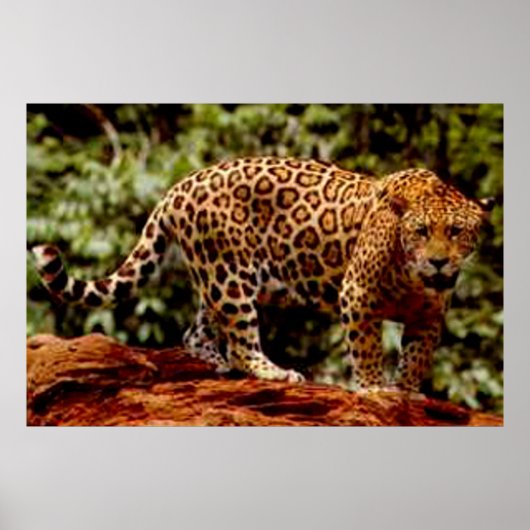 Jaguar Poster (Vorne)