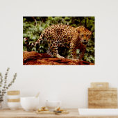 Jaguar Poster (Küche)