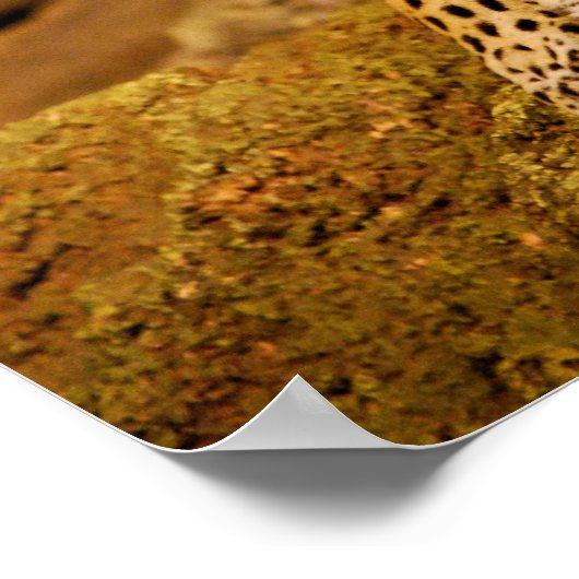 Jaguar Poster (Ecke)