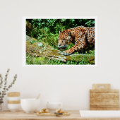 Jaguar Poster (Küche)
