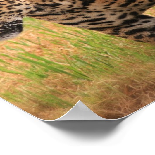Jaguar Poster Print (Ecke)