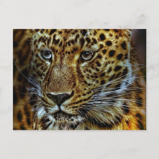 Jaguar Postkarte (Vorderseite)