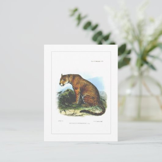Jaguar Postkarte (Stehend Vorderseite)
