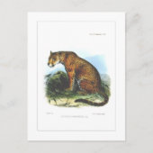 Jaguar Postkarte (Vorderseite)