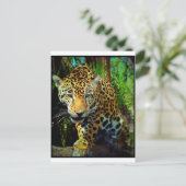 Jaguar Postkarte (Stehend Vorderseite)