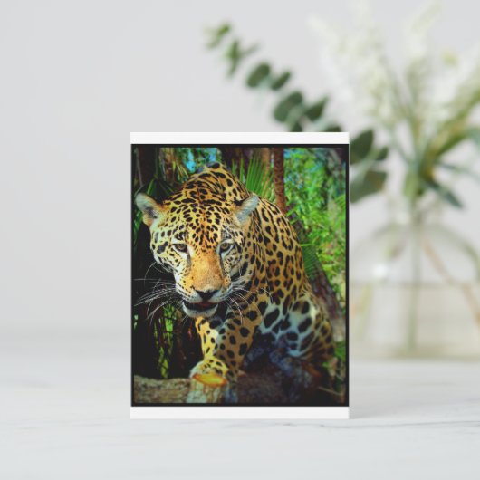 Jaguar Postkarte (Stehend Vorderseite)