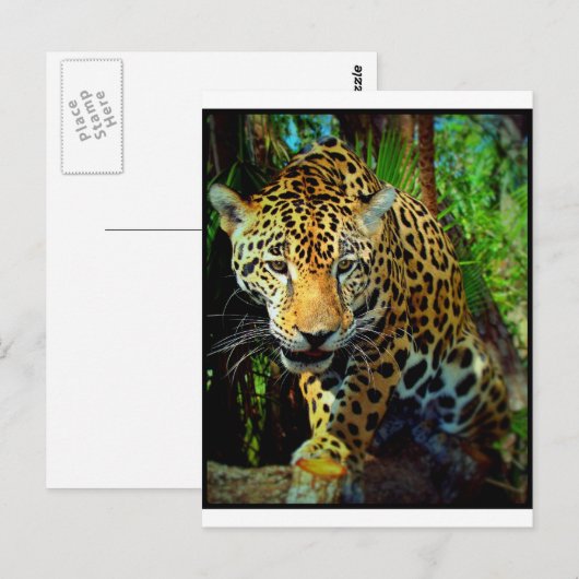 Jaguar Postkarte (Vorne/Hinten)