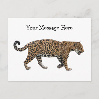 Jaguar Postkarte