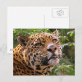 Jaguar Postkarte (Vorne/Hinten)