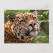 Jaguar Postkarte (Vorderseite)