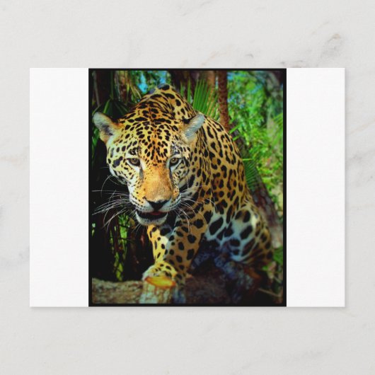 Jaguar Postkarte (Vorderseite)