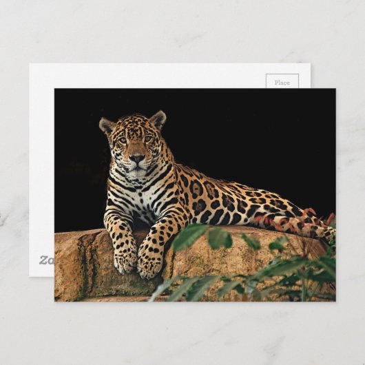 Jaguar Postkarte (Vorne/Hinten)