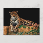 Jaguar Postkarte (Vorderseite)